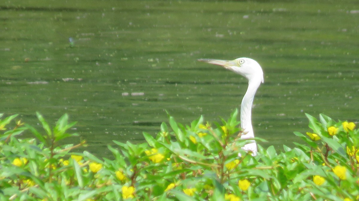 Little Blue Heron - ML605678871