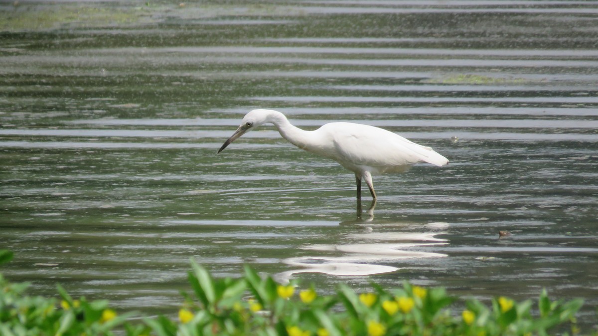 Little Blue Heron - ML605678891