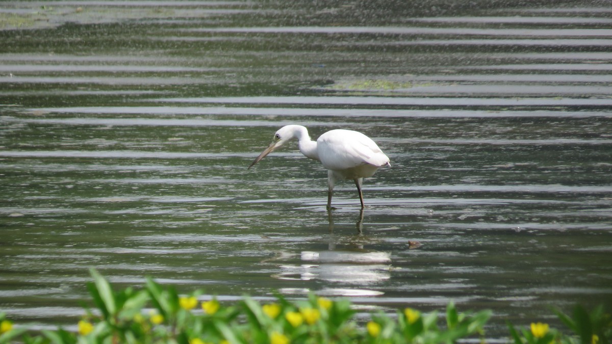 Little Blue Heron - ML605678911