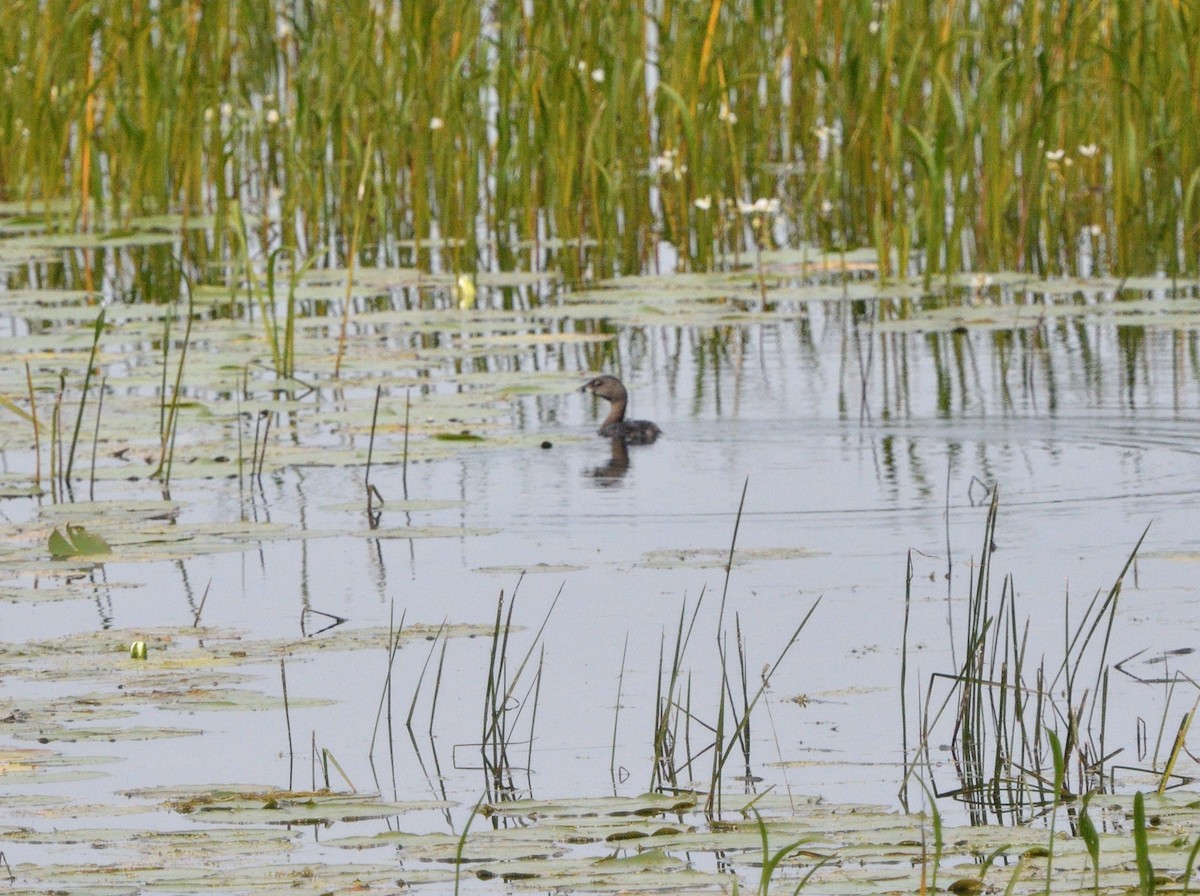 Pied-billed Grebe - ML605679391