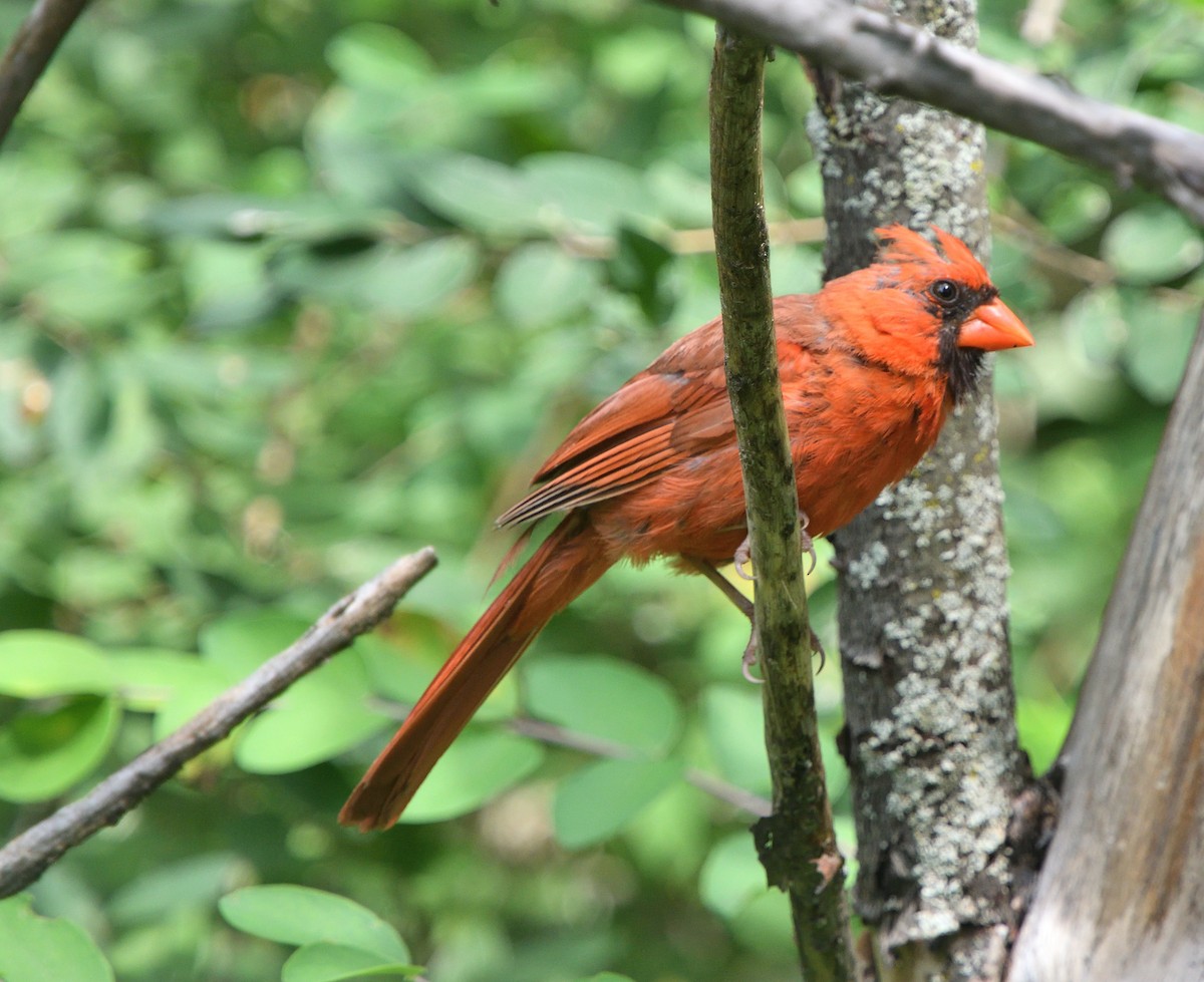 Northern Cardinal - ML605679811