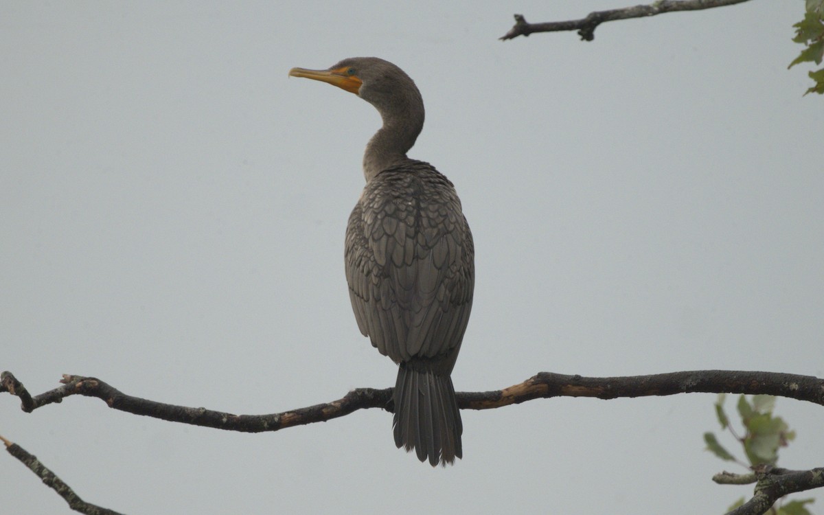 Double-crested Cormorant - ML605680321