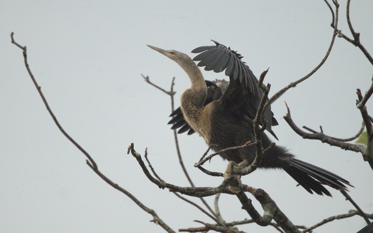 Amerika-Schlangenhalsvogel - ML605681081