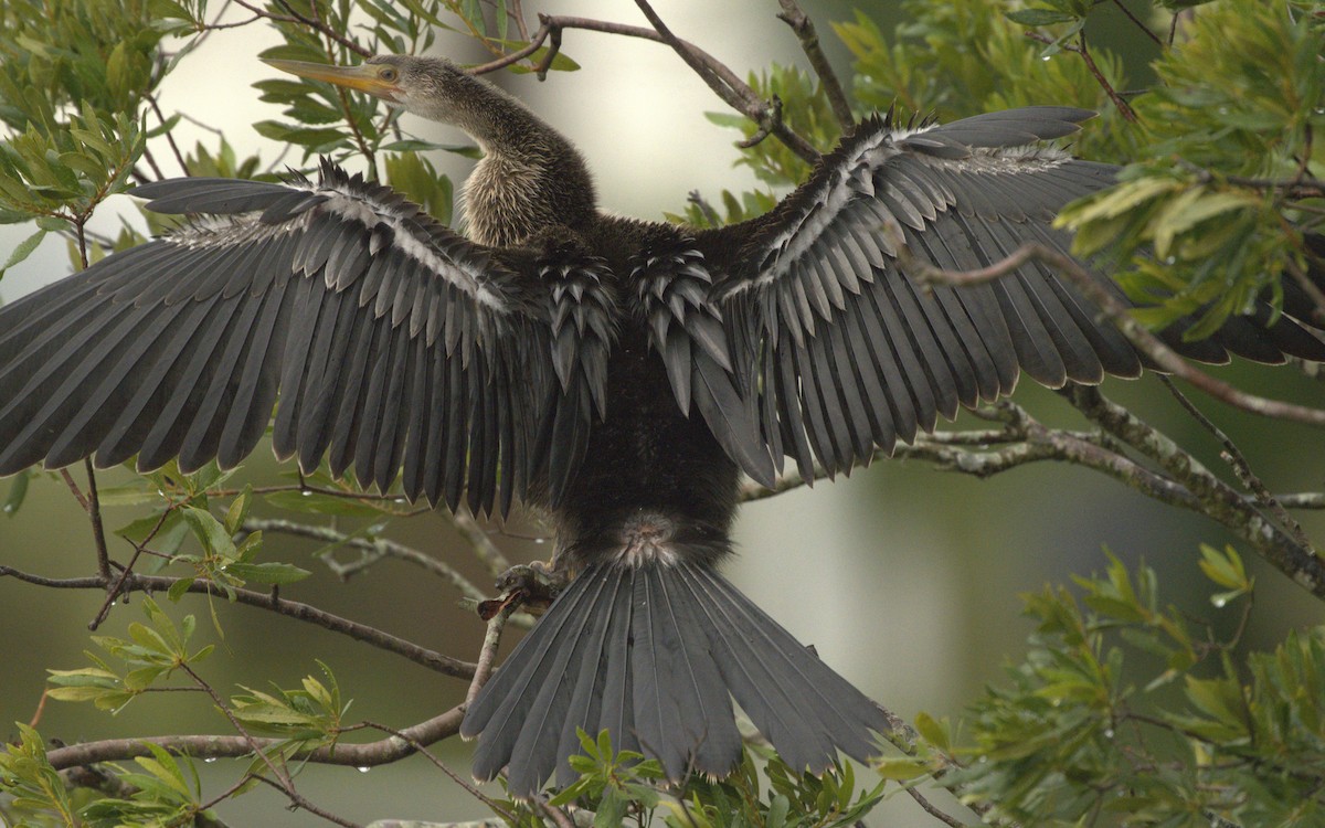 anhinga americká - ML605681681