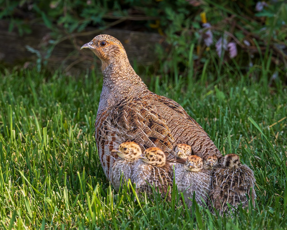 ML605682901 - Gray Partridge - Macaulay Library
