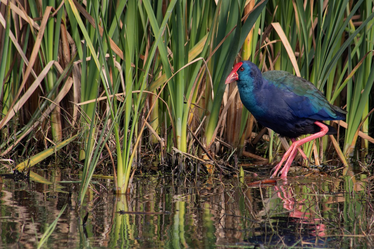 African Swamphen - ML605683251