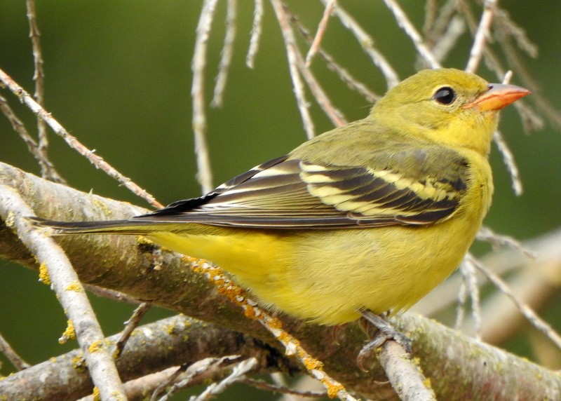 Western Tanager - ML605683261