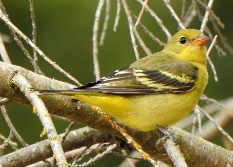 Western Tanager - ML605683271