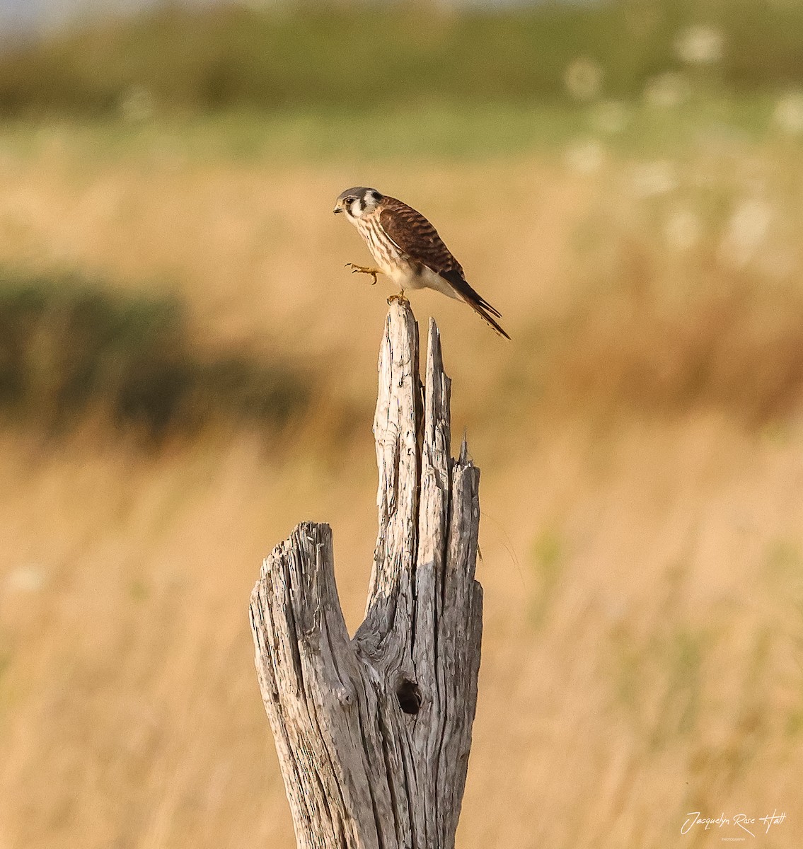 American Kestrel - Jacquelyn Hall