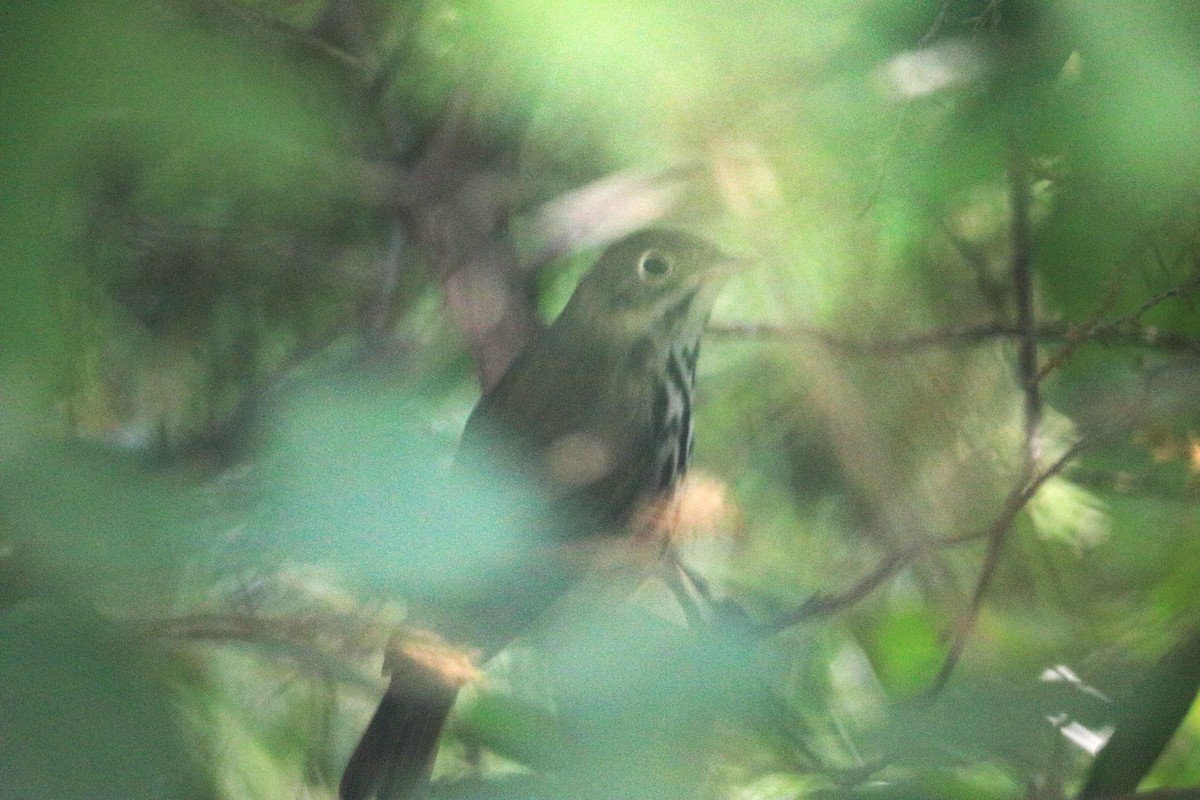 Ovenbird - ML605684061