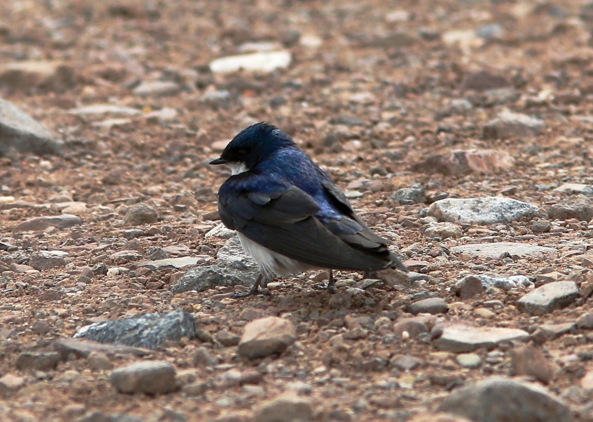 Tree Swallow - ML60568481