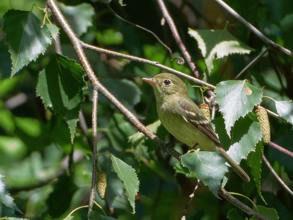 Yellow-bellied Flycatcher - Ant Tab