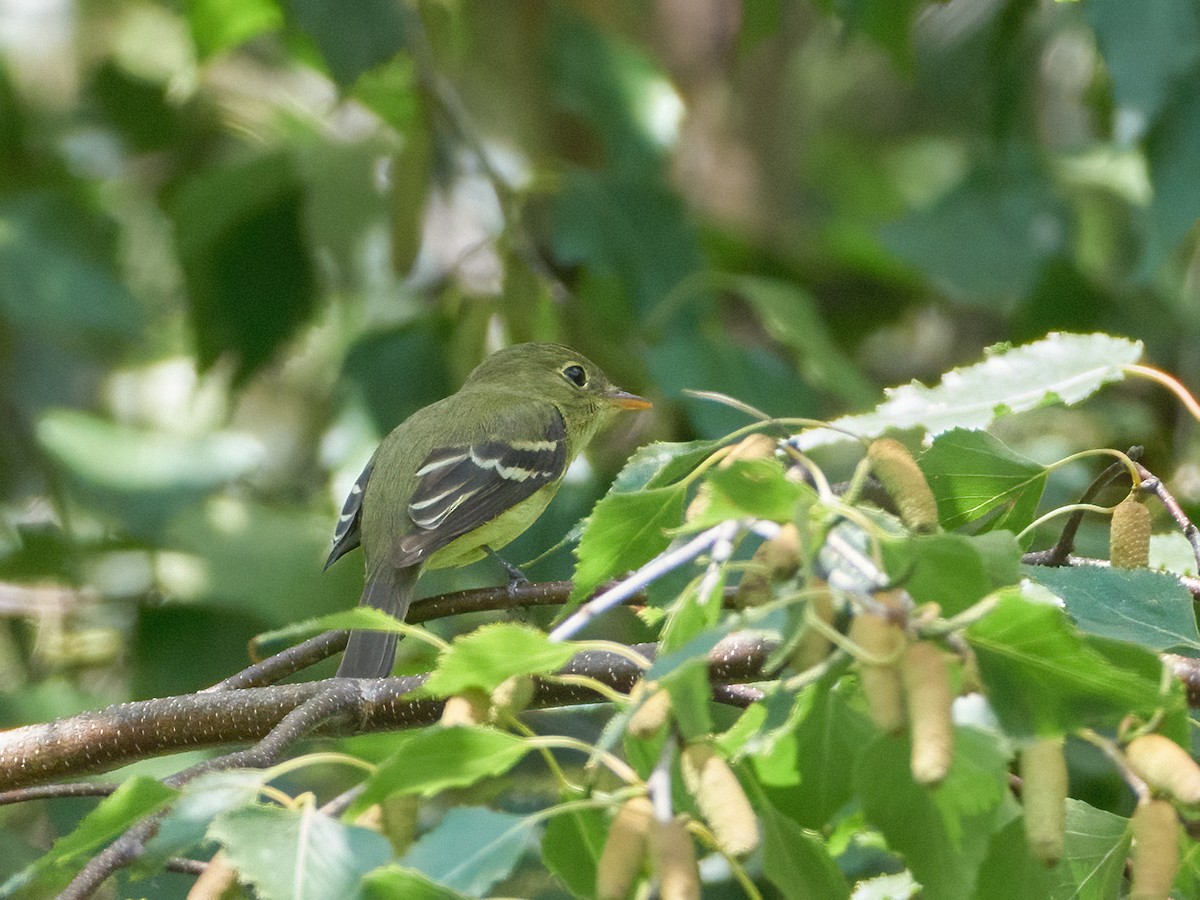 Yellow-bellied Flycatcher - Ant Tab