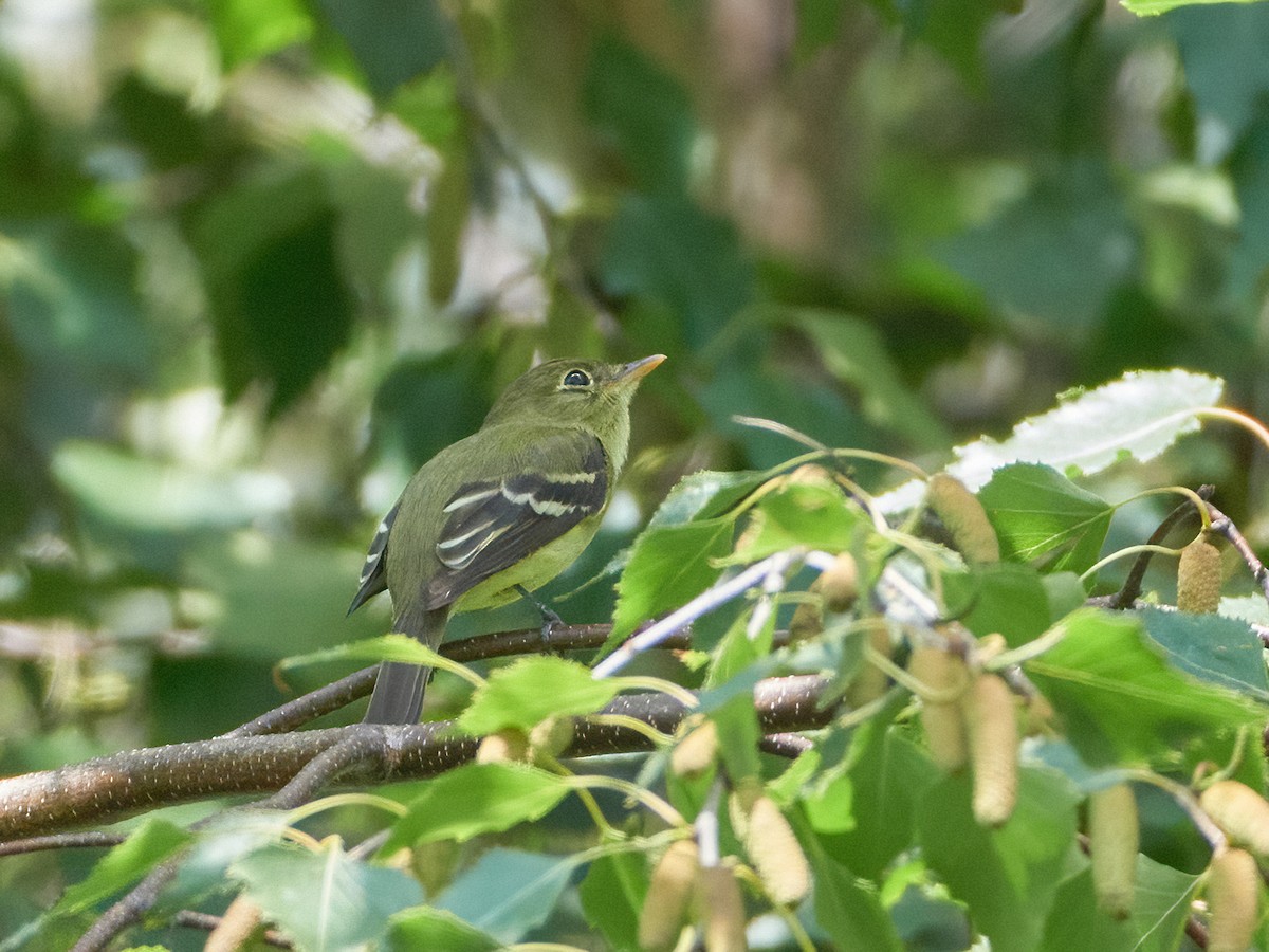 Yellow-bellied Flycatcher - Ant Tab