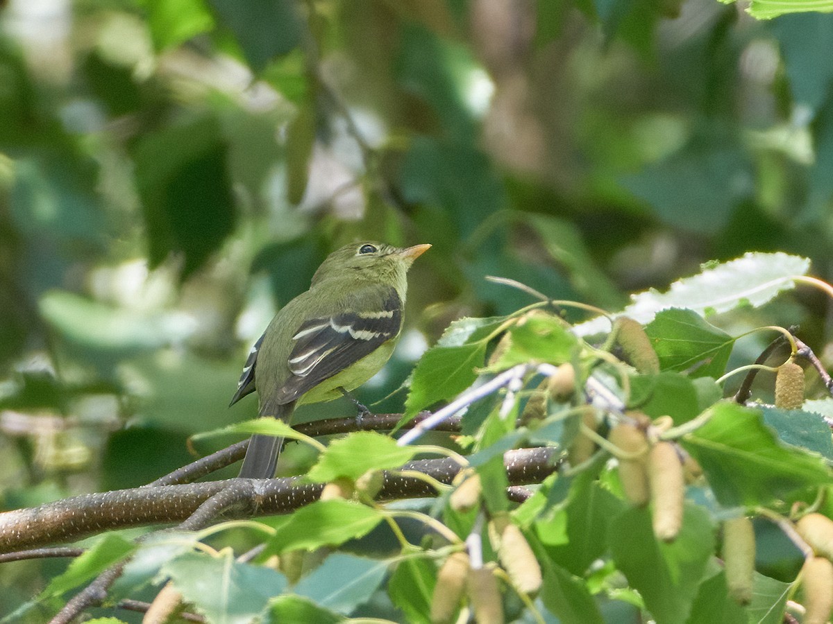 Yellow-bellied Flycatcher - Ant Tab