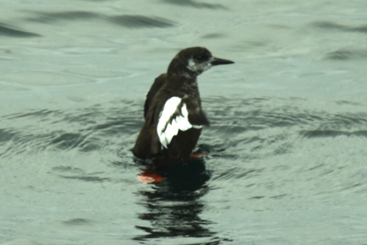 Black Guillemot - Blair Whyte