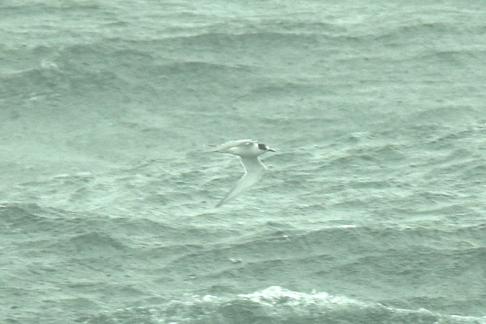 Arctic Tern - ML605685621