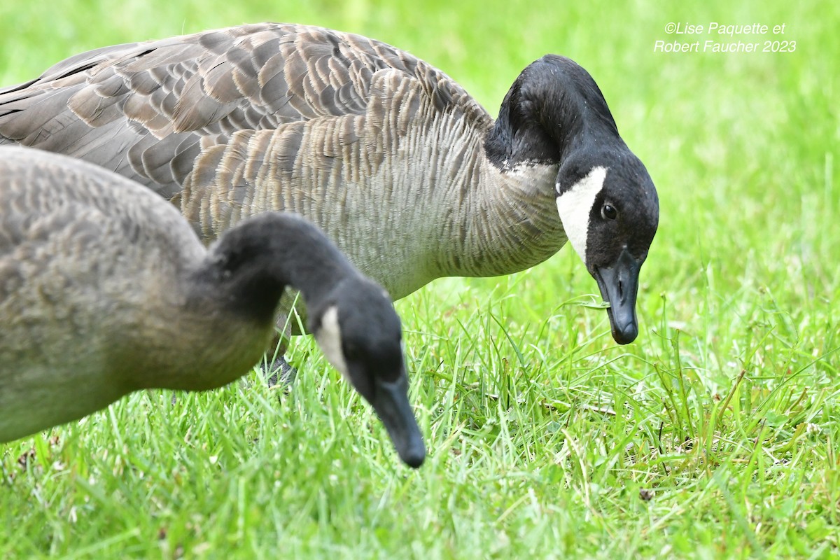 Canada Goose - Lise Paquette  Robert Faucher