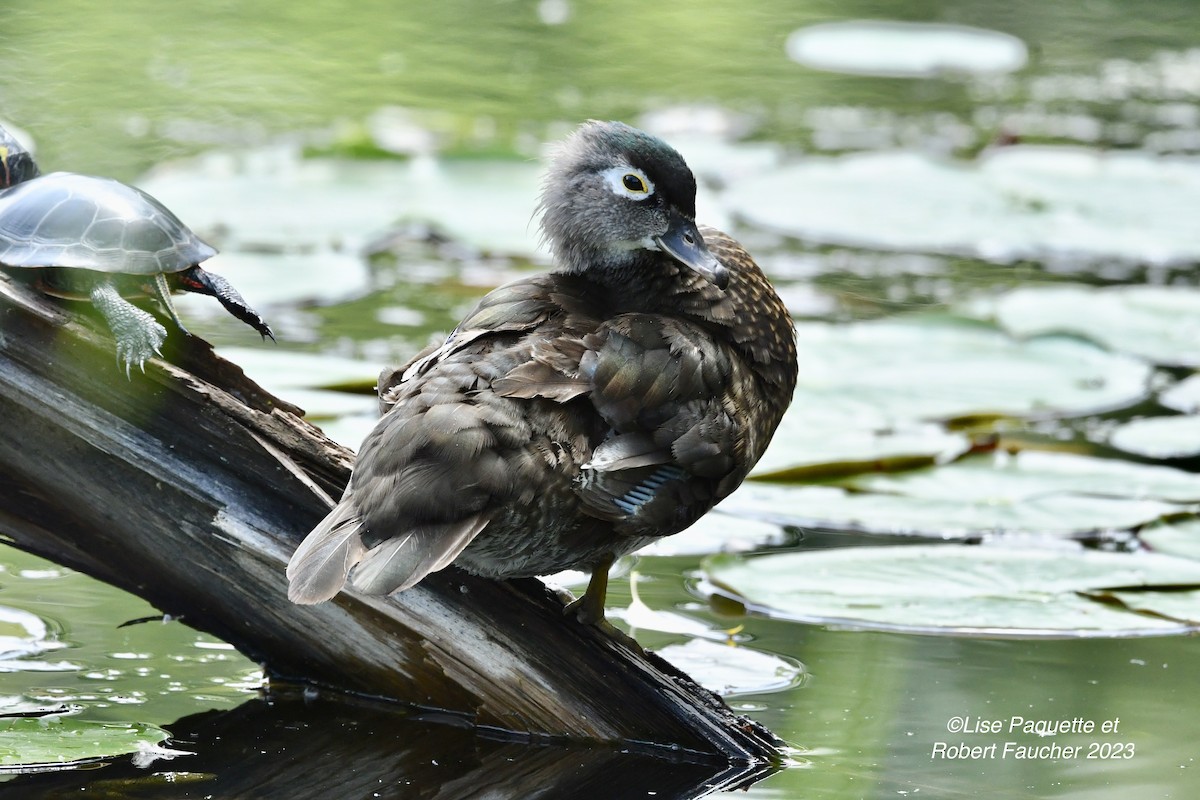 Wood Duck - Lise Paquette  Robert Faucher