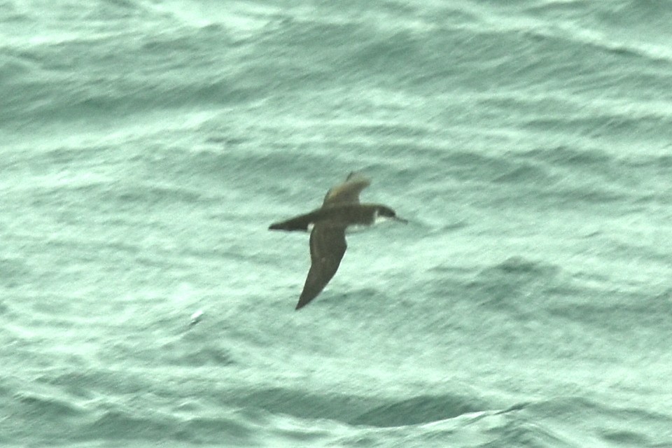 Manx Shearwater - Blair Whyte