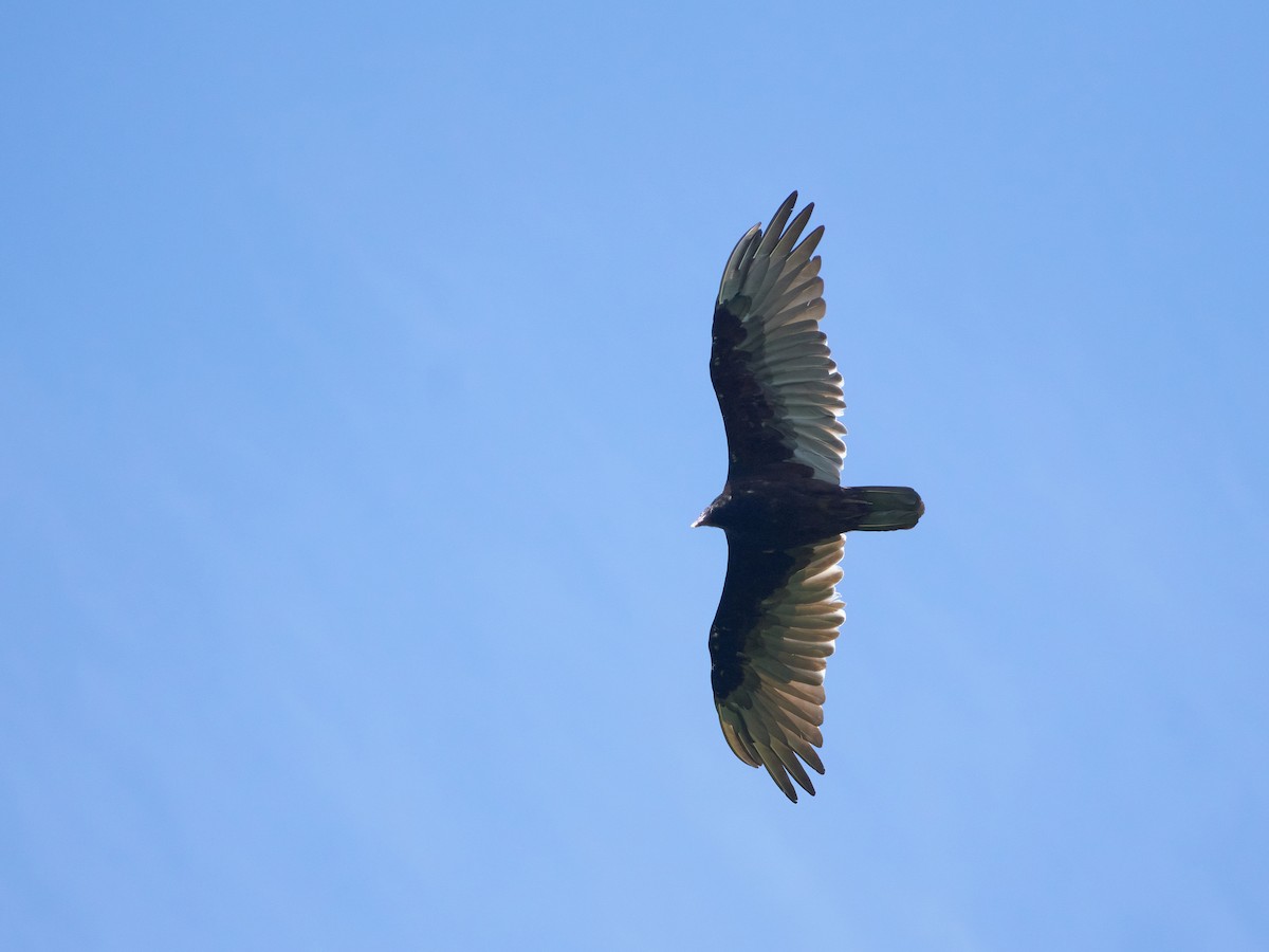 Turkey Vulture - Ant Tab