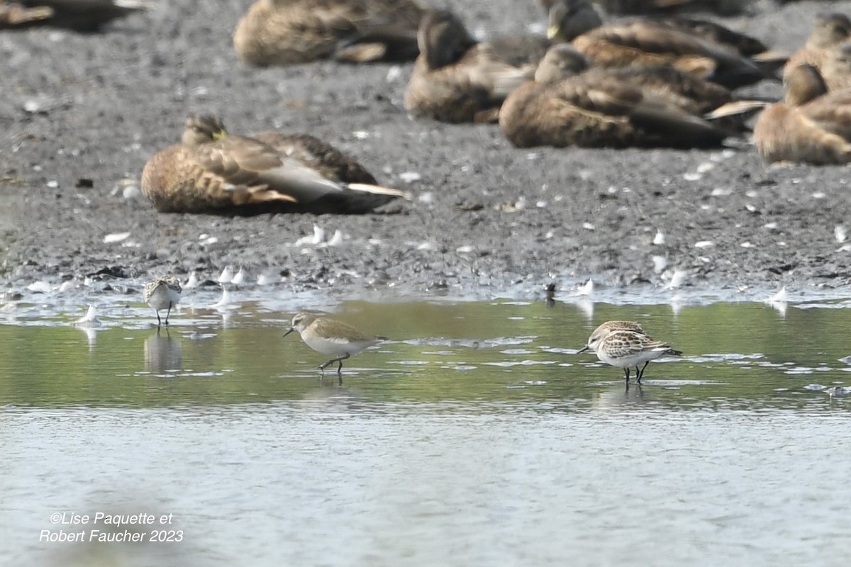 Semipalmated Sandpiper - Lise Paquette  Robert Faucher