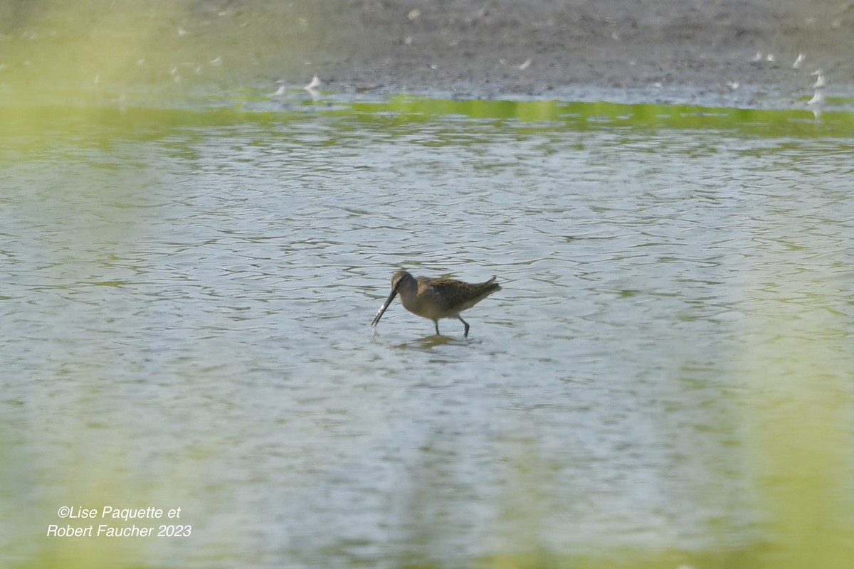 Short-billed Dowitcher - Lise Paquette  Robert Faucher