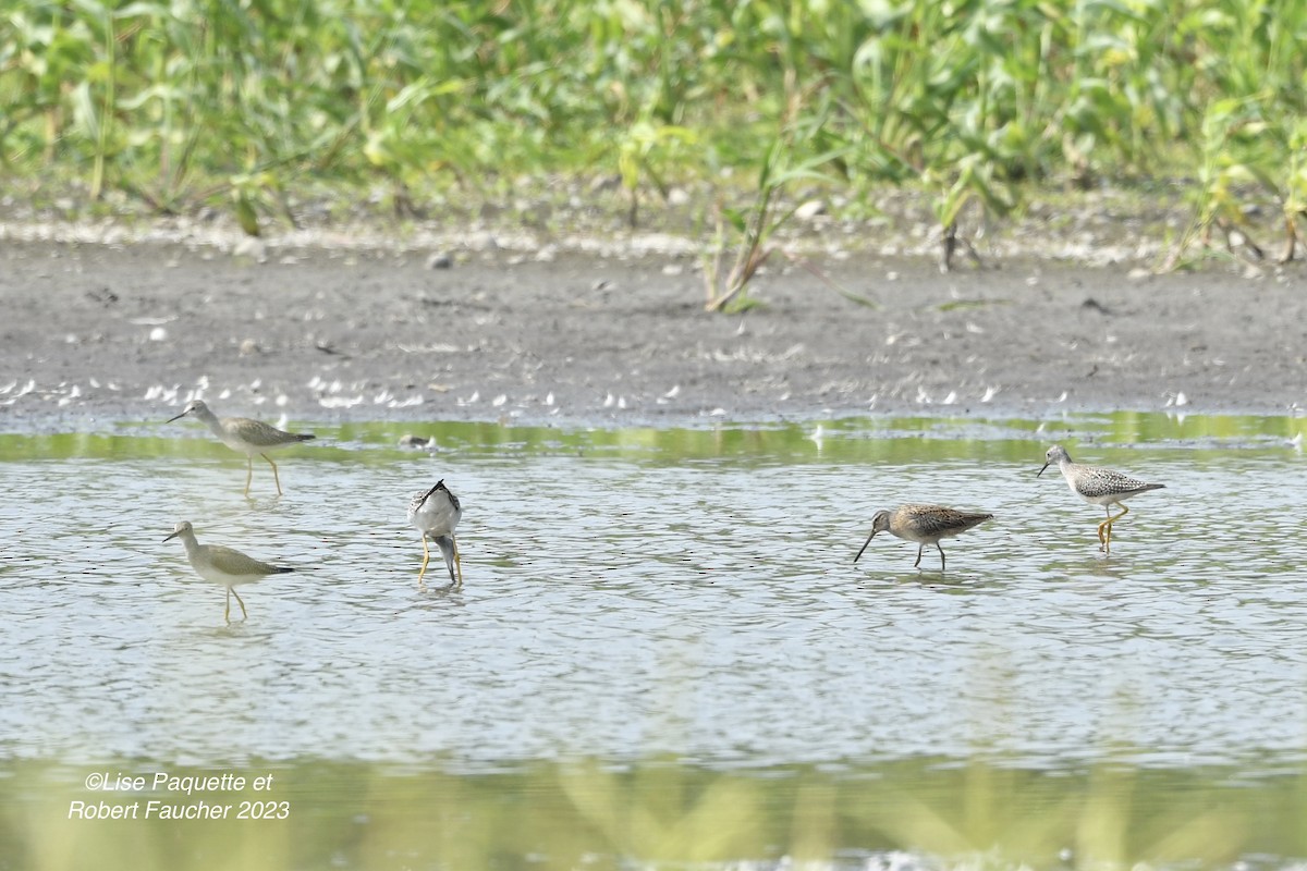 Short-billed Dowitcher - Lise Paquette  Robert Faucher