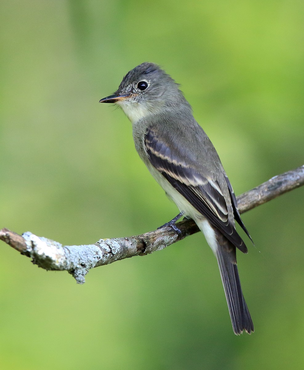 Eastern Wood-Pewee - ML605687301