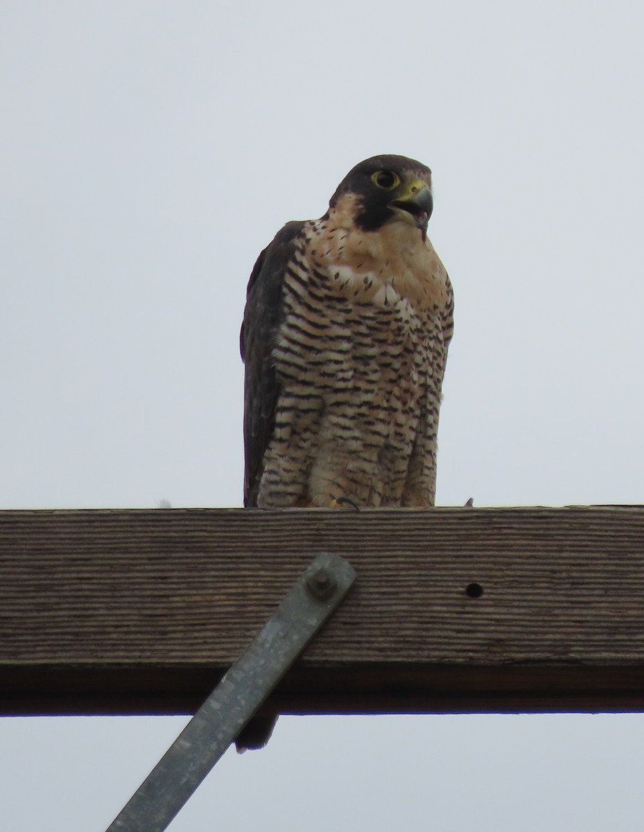 Peregrine Falcon - John Harris