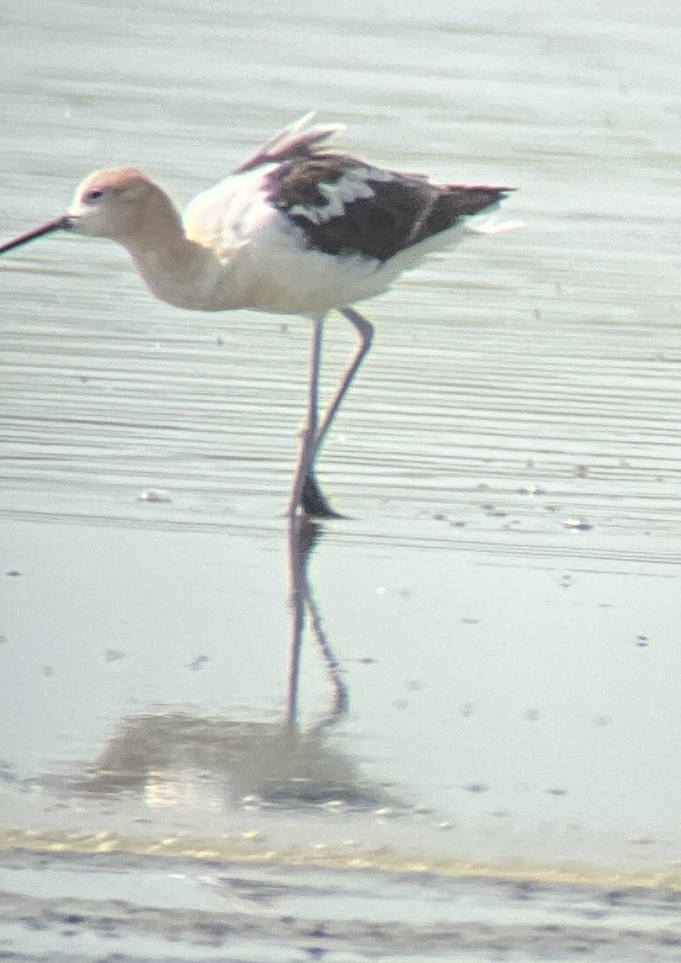 Avocette d'Amérique - ML605688021