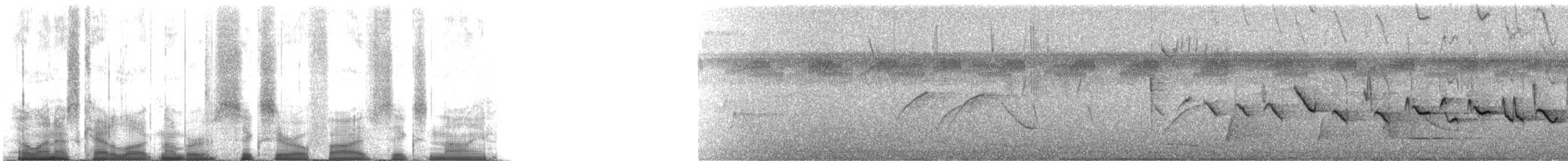 Kestane Karınlı Koca Tohumcul - ML60569