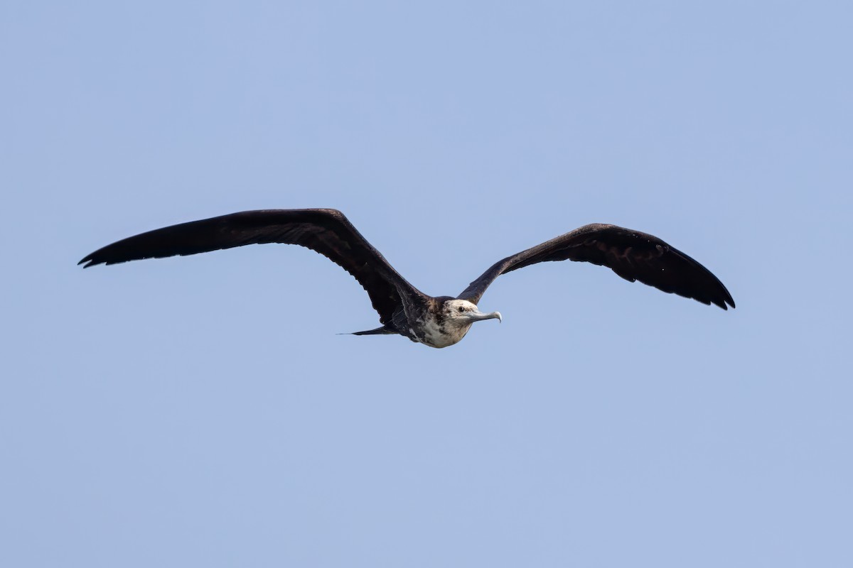 Magnificent Frigatebird - ML605690371