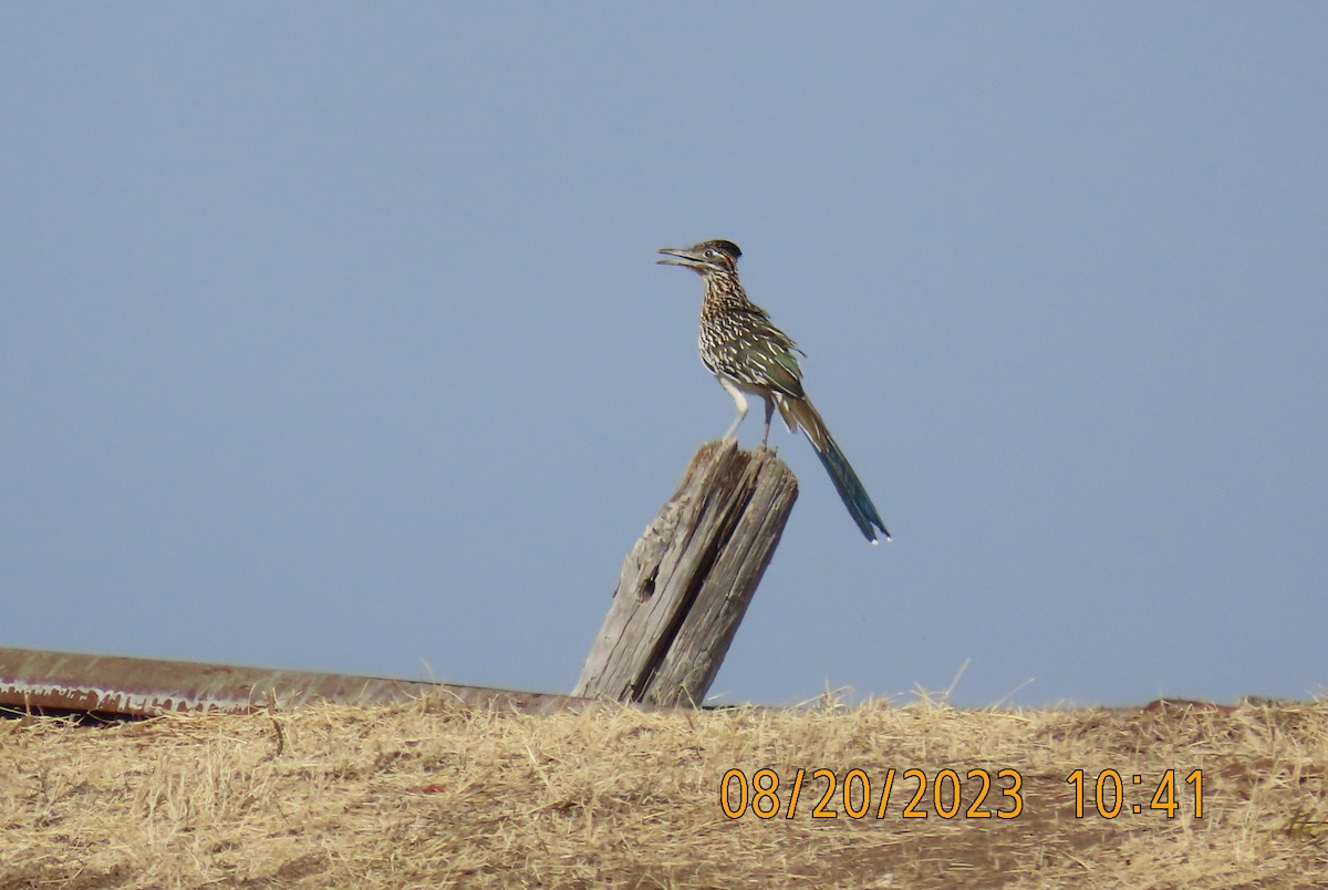 Greater Roadrunner - ML605691891
