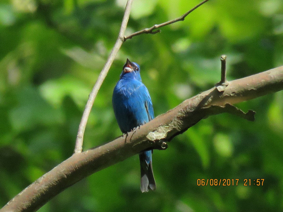 Indigo Bunting - David Larsen