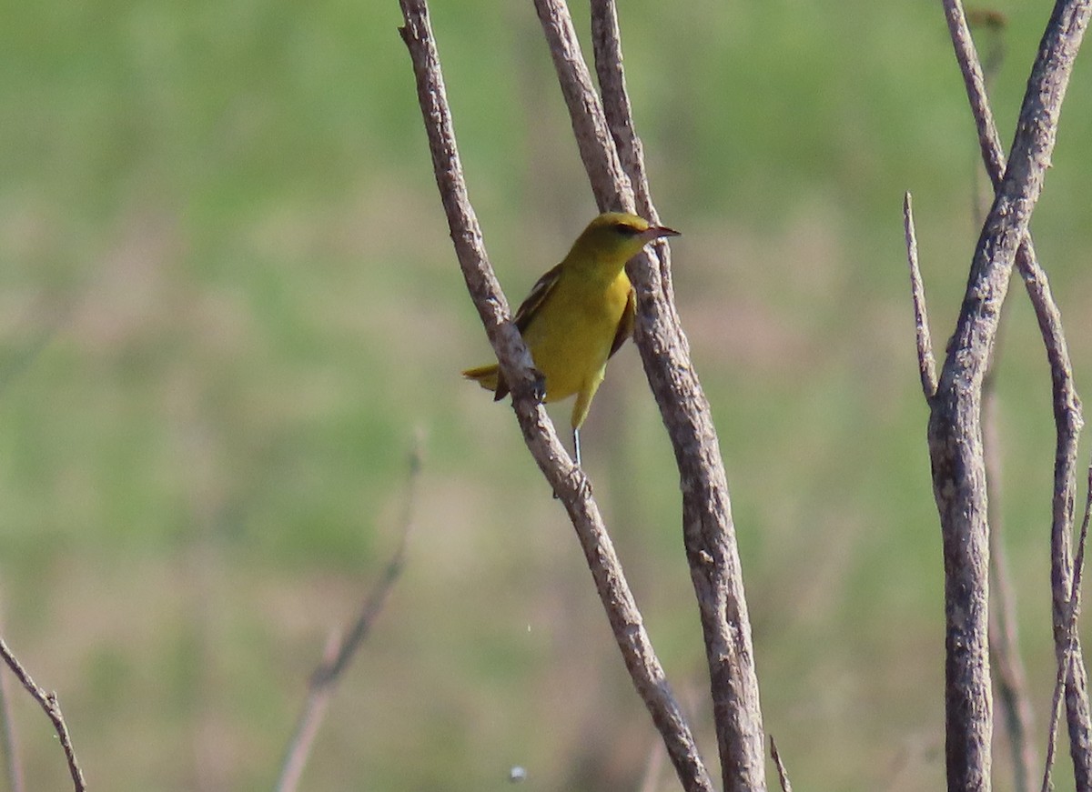Orchard Oriole - ML605691931