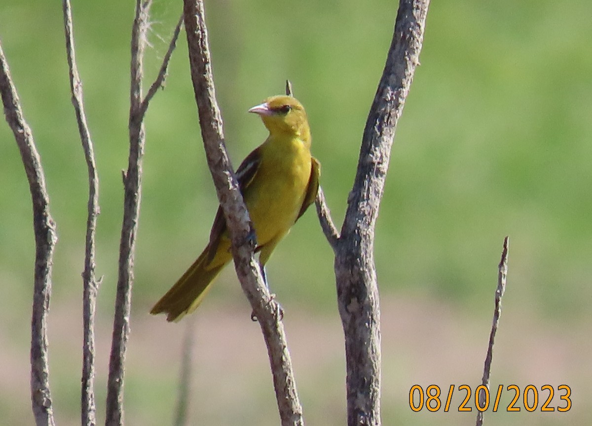 Orchard Oriole - ML605691941