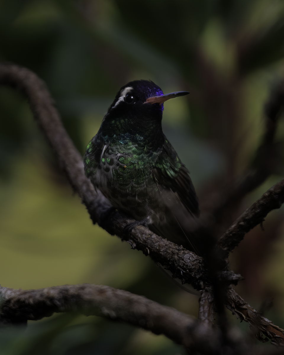 White-eared Hummingbird - ML605692001