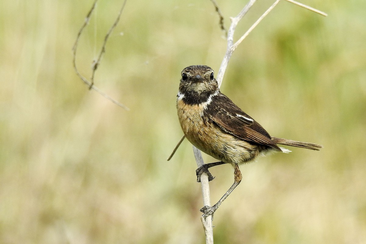 European Stonechat - Bruno Santos