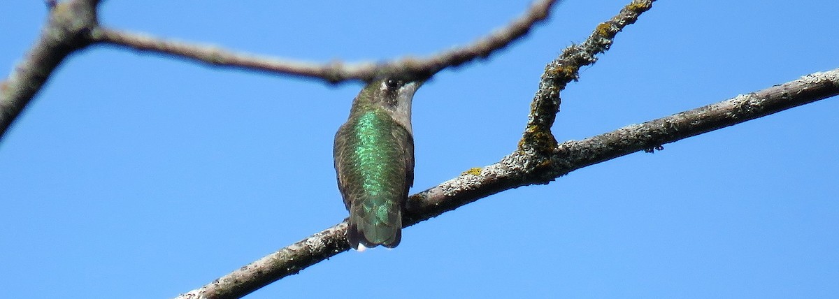 Ruby-throated Hummingbird - Michel Turcot