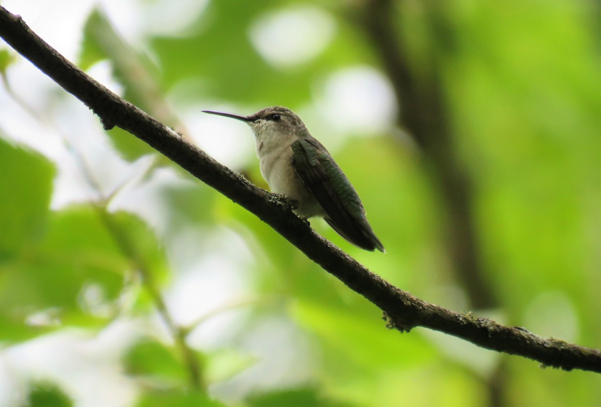 Ruby-throated Hummingbird - ML605694151