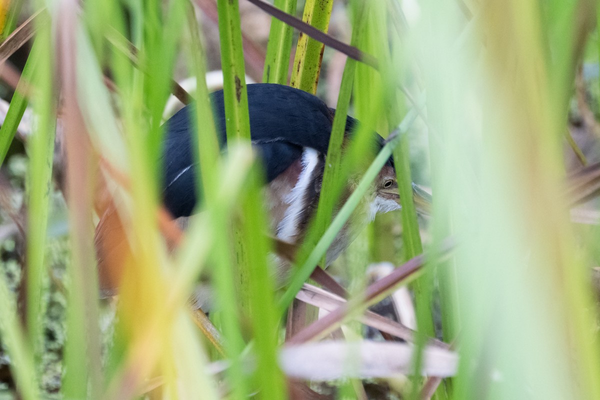 Least Bittern - ML605695001