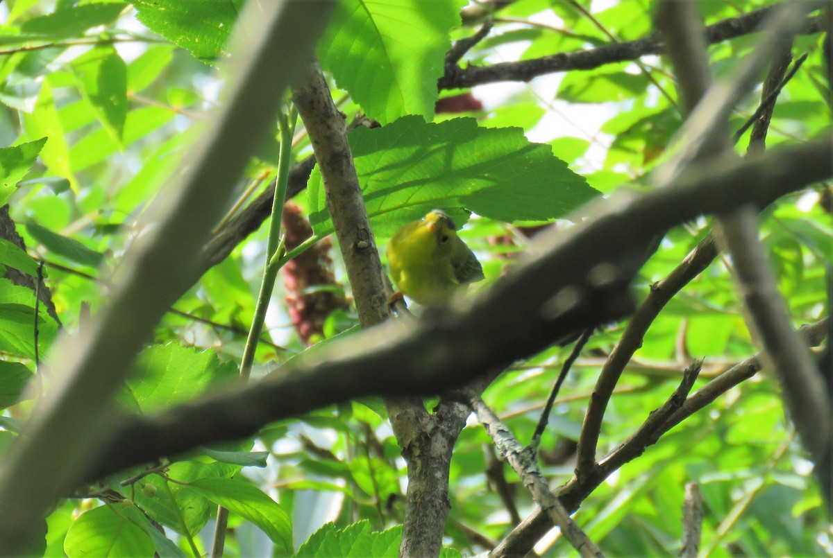Wilson's Warbler - ML605695011