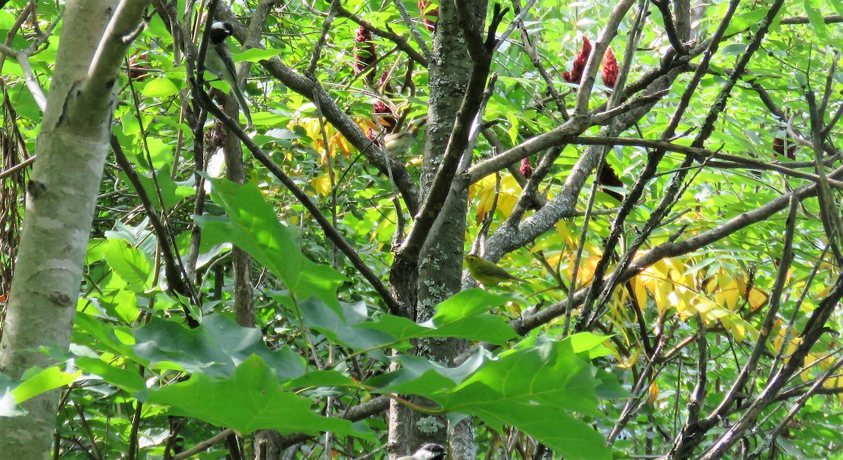 Wilson's Warbler - ML605695081