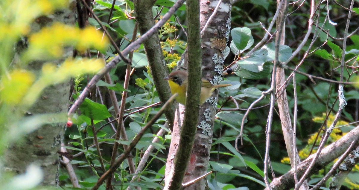 Common Yellowthroat - ML605695381