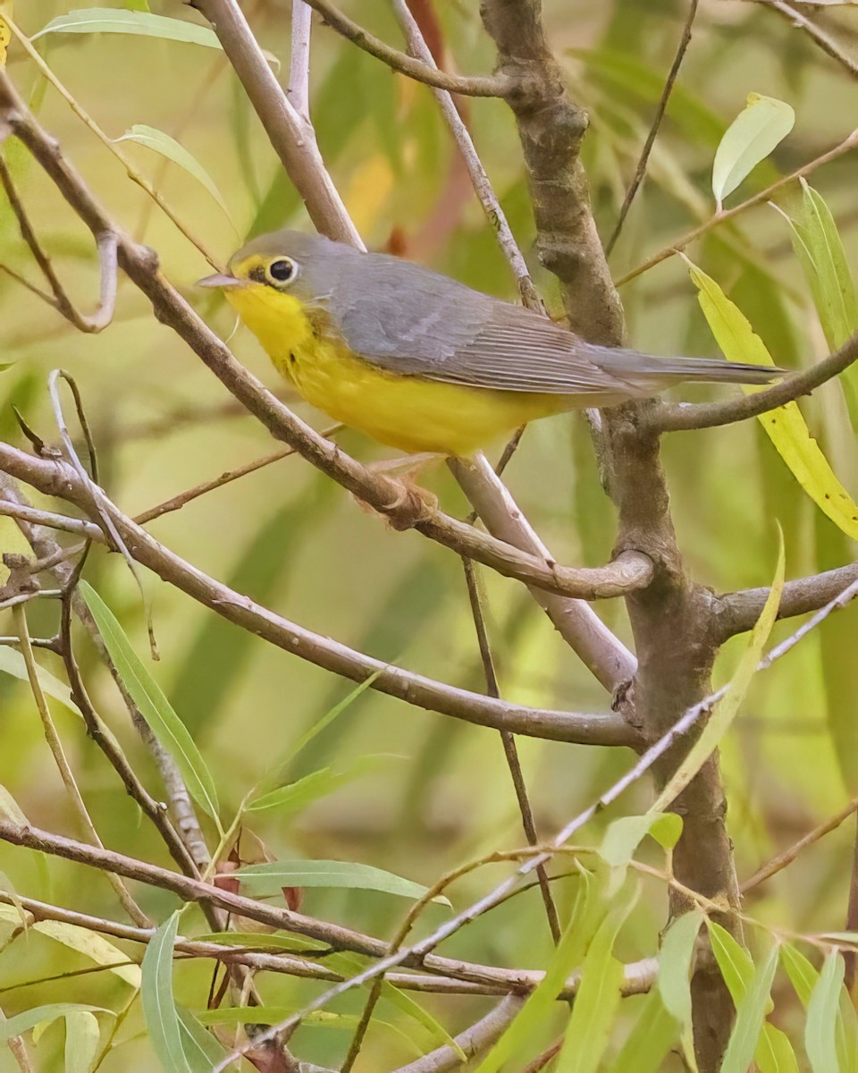 Canada Warbler - ML605695871