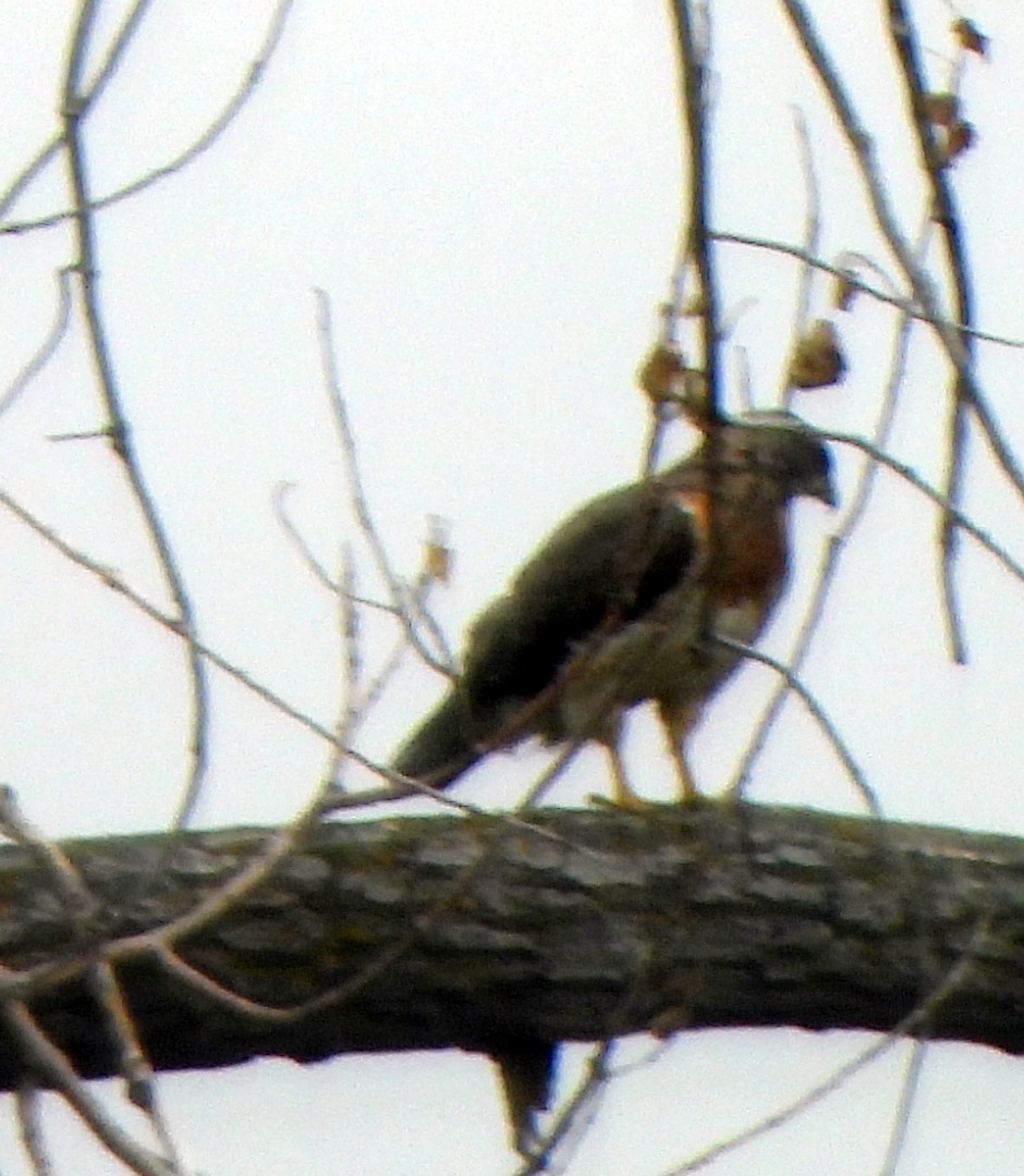 Swainson's Hawk - ML605696541