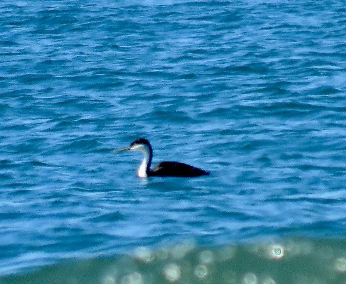 Western Grebe - ML605697171