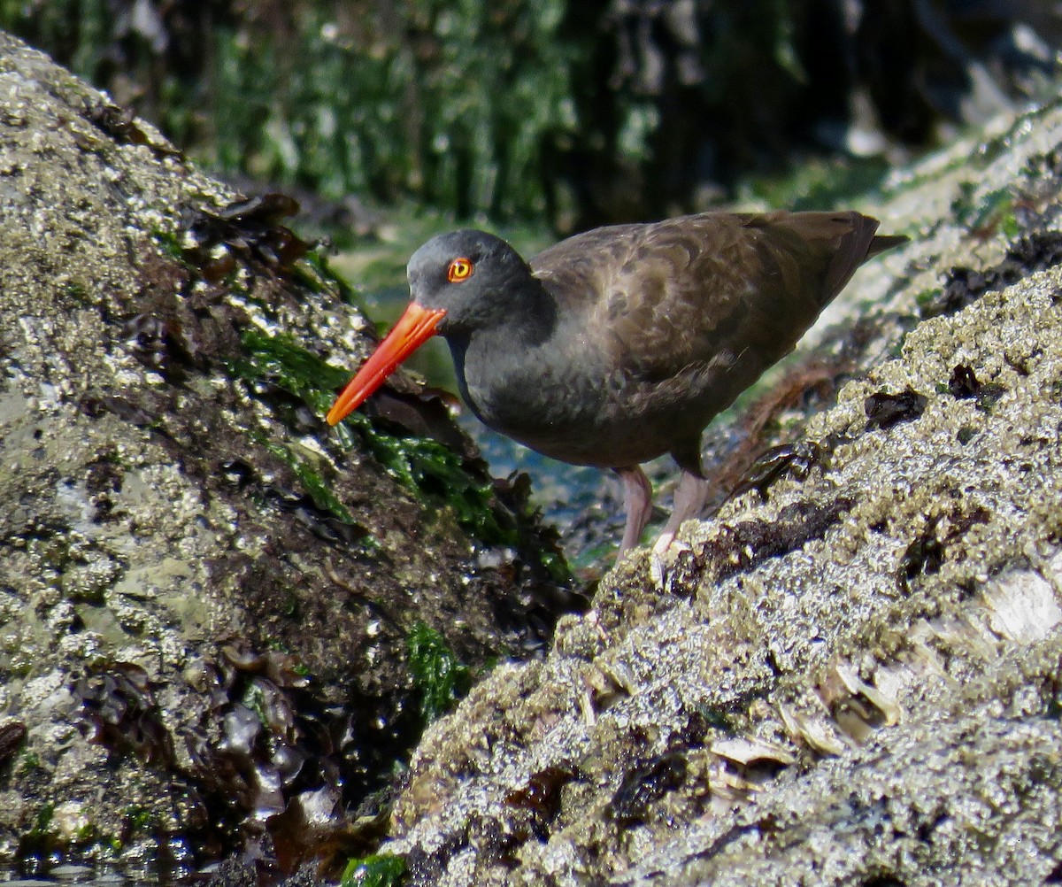 Black Oystercatcher - ML605697191