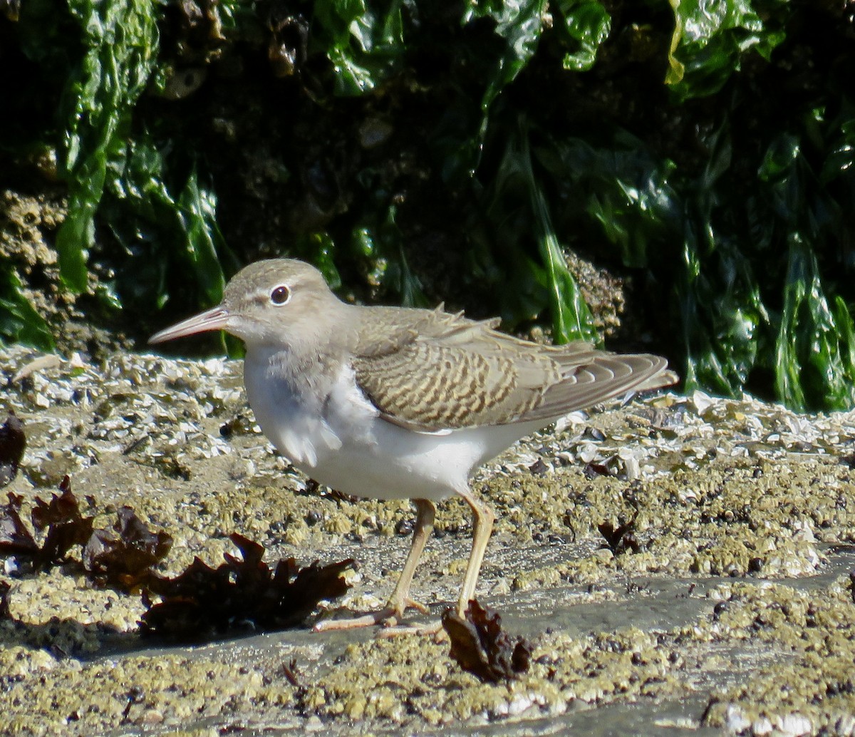 Spotted Sandpiper - ML605697221